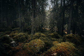 Mysterieus bemost dennenbos in de namiddag — Verticale landschapsfoto van Scandinavië van Dylan Winter Visuals