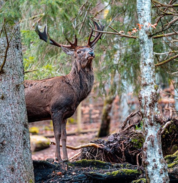 Deer by Hans-Bernd Lichtblau