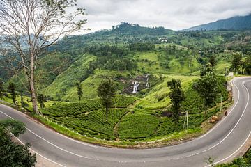 Tea plantation on Sri Lanka by Roland de Zeeuw fotografie
