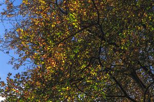 Kleurrijke herfst bladeren 2 van Rob Baken