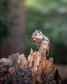 A Siberian ground squirrel tucking into a nut by Jonas Van De Wille