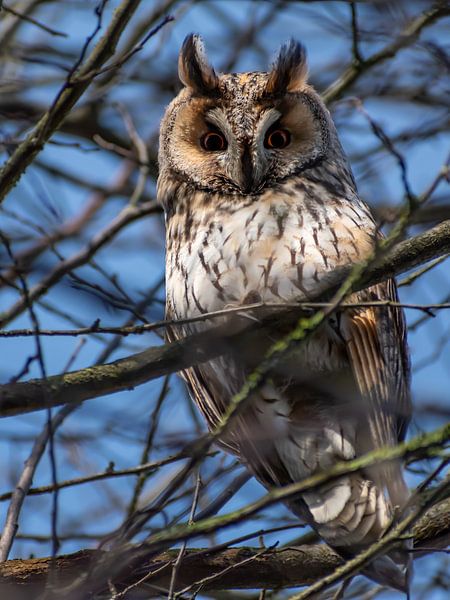 Long-eared owl 2 by Femke Straten