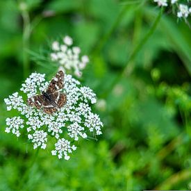 Le papillon sur Heleen de Silva