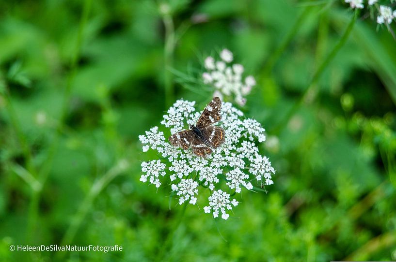 the Butterfly by Heleen de Silva