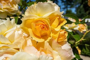 Kaarslicht ® - gele hoogstam roos in de orangerie van GH Foto & Artdesign