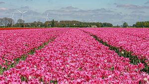Tulpenzwiebelfeld im Flevopolder.