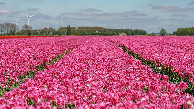 Tulpenzwiebelfeld im Flevopolder. von Jaap van den Berg