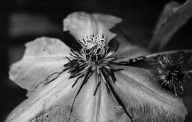 Passionsblume in Schwarz und Weiß von Maikel Becker