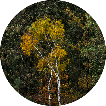 Fall Splendour - bos met herfstkleuren van Tomas van der Weijden