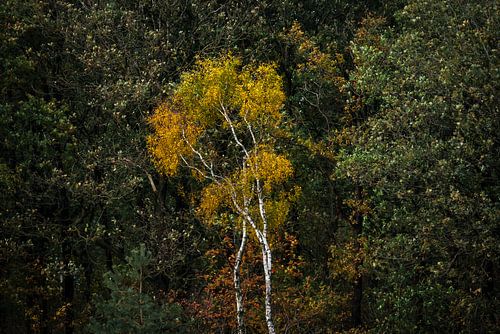 Splendeur de l'automne - la forêt aux couleurs de l'automne