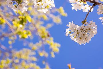witte kersenbloesems in de lente met zicht van onderen op de blauwe hemel van Denny Gruner