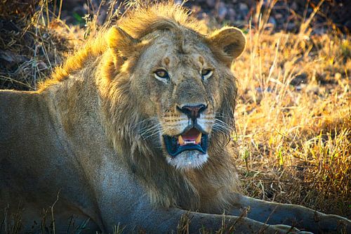Lion dans la lumière du soir.
