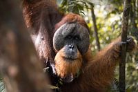 Orangutan