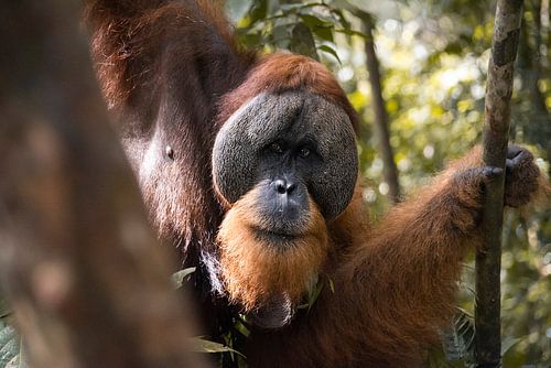 Orang-Utan