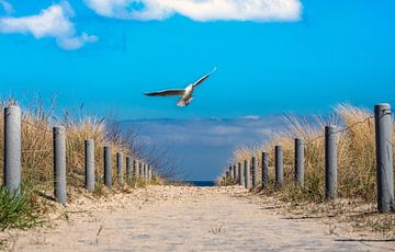 Strandweg an der Ostsee auf Usedom mit Möwe von Animaflora PicsStock