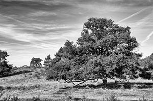 Nationaal Park Veluwezoom van Richard Wareham