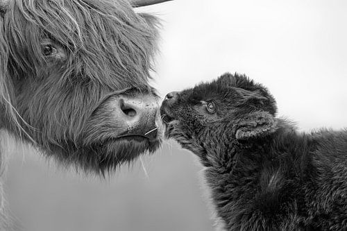 Schotse Hooglanders