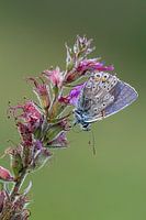 Icarus bleu sur violet
