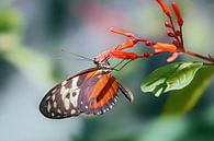 Heliconius hecale vlinder van gea strucks thumbnail