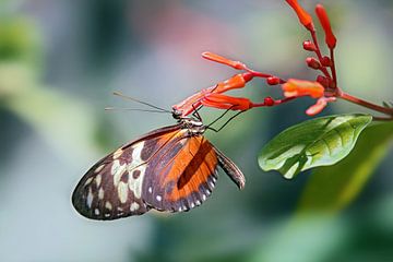 Heliconius hecale vlinder
