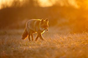 Sunset von Pim Leijen