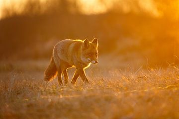 Zonsondergang van Pim Leijen