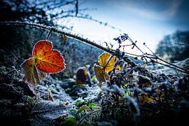 ,,Le matin du Nouvel An"