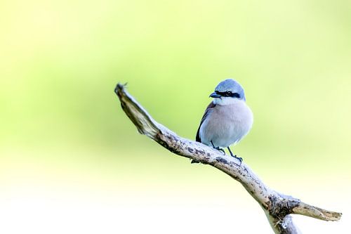 Roodrugklauwier (Lanius collurio)