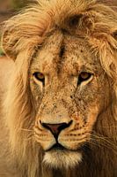 WILD LEO