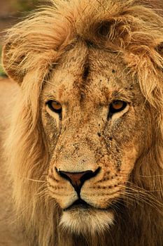 WILD LEO