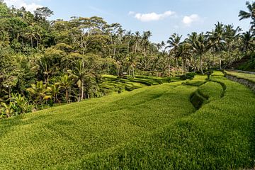 Bali rijstterrassen van Peter Schickert