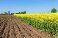 Dutch landscape with plowed field and yellow flowering field of rapeseed plants by Ben Schonewille thumbnail