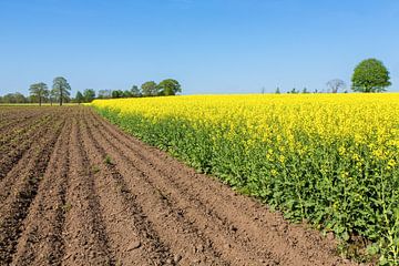 Dutch landscape with plowed field and yellow flowering field of rapeseed plants by Ben Schonewille