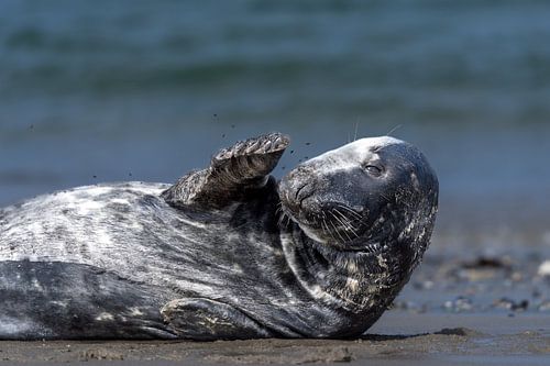 Zeehond denkt dat ie gek wordt van de vliegen#0079