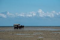 Paard en wagen op de wadden