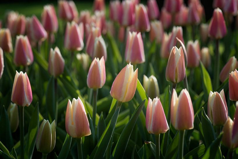 Two-tone tulips pink / white by Egon Zitter