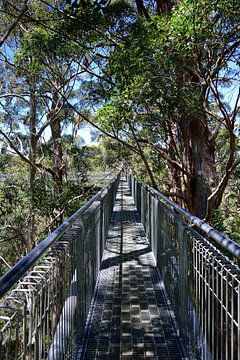 Starting the tree top walk by Frank's Awesome Travels