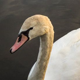 Schwan in der Abendsonne von Bob Kosse