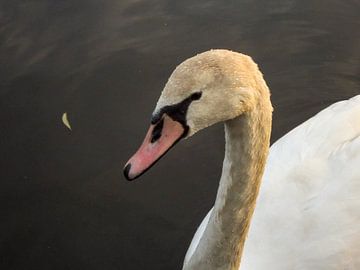 Cygne dans le soleil du soir sur Bob Kosse