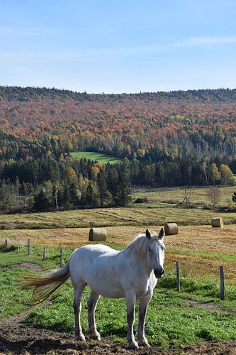 Een paard in een weide in de herfst
