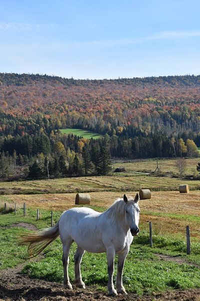 Ein Pferd auf einer Wiese im Herbst von Claude Laprise