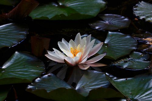 Pittoreske vijver met waterlelies