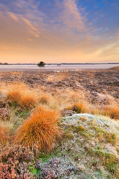 Heidelandschaft in Drenthe mit Nebel bei Sonnenaufgang