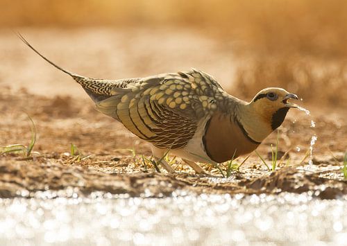 Tétras des sables à ventre blanc, Pterocles alchata sur Beschermingswerk voor aan uw muur