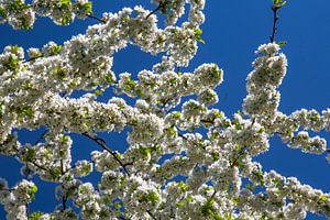 Kirschblüten - Blüten am Kirschenbaum von Gerwin Schadl