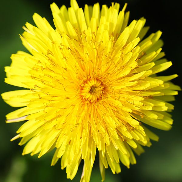 Paardenbloem van Age Meijer