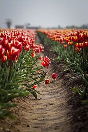 Against the Line by Pictures by Annick