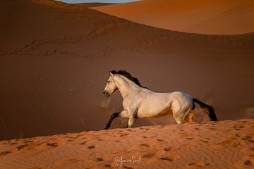 Prachtig galoperend wit paard in rode woestijn van Gertjan van Soest