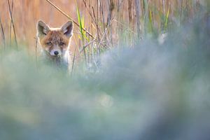 Jungfuchs von Pim Leijen