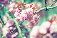 Schöne Blüte von Sebastiaan van Stam Fotografie Miniaturansicht